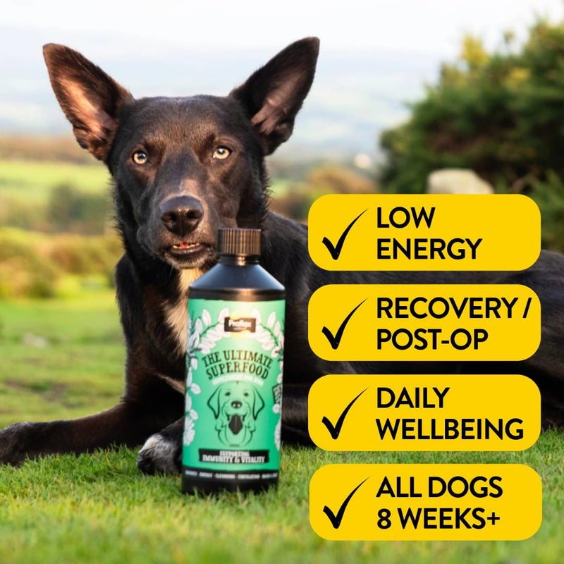 Proflax Immunity & Vitality Immune Support for Dogs – Energy, Recovery & Daily Wellbeing - 500ml 500 ml