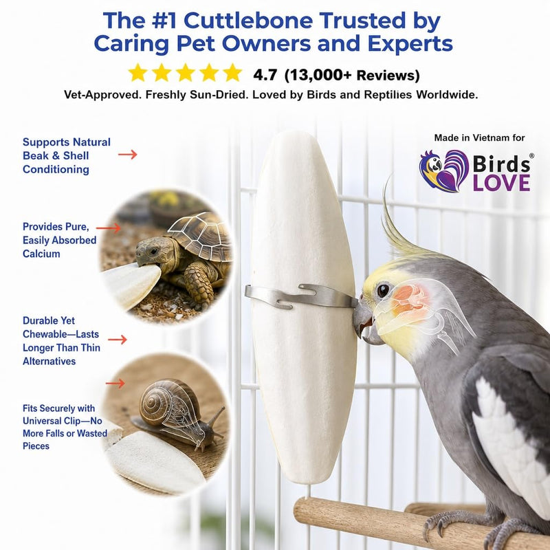 Birds LOVE 3.5-4″ Cuttlebone for Birds – 100% Natural Sun-Dried Calcium Carbonate Mineral Supplement – for Parakeets, Budgies, Cockatiels, Finches & Canaries – 12 Pack with Holder – Made in Vietnam 3.5" - 4" 12 Count (Pack of 1)