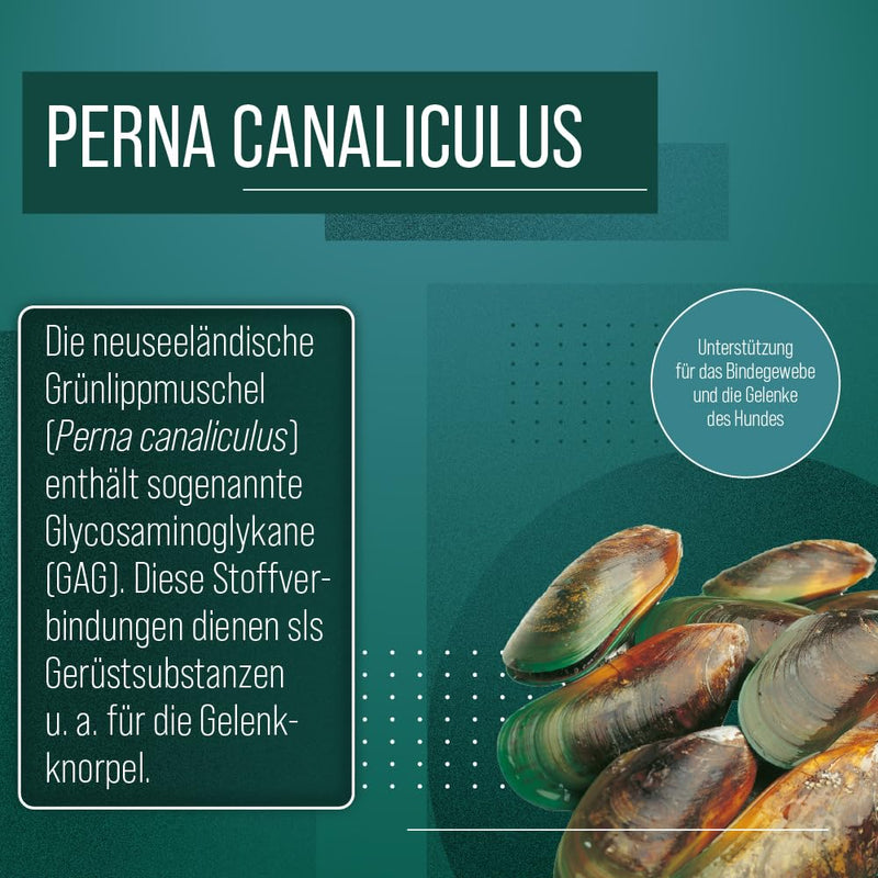 Sanct Bernhard green-lipped mussel dog capsules