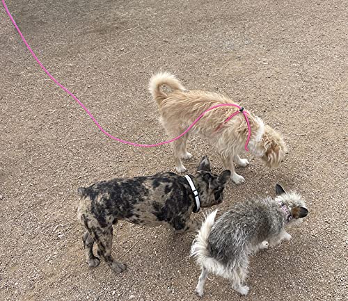 12-Foot Mini Pig Harness - Adjustable Harness & Leash for All Animals - Pigs, Ferrets, Rabbits, Guinea Pigs, Dogs, Cats, Reptile, and Chickens Pink - BeesActive Australia
