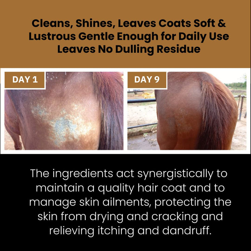 Corakko Snake Oil - Premium Therapeutic Salve - Copper NANO Technology with Essential Oil Extracts & Honey - Treats Wounds, Scratches, Hotspots, Rain Rot, Bites, Cracked Hooves, Summer Sores - 8oz - PawsPlanet Australia