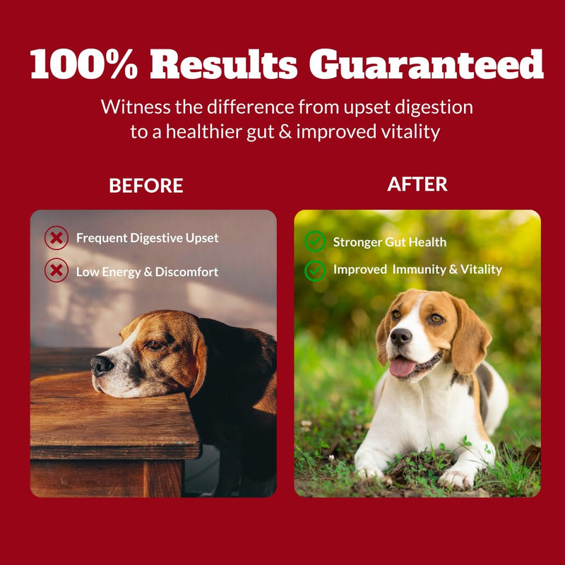 Probiotics for Dogs&Cats, Probiotic for Sensitive Stomach, Itchy Skin, Allergies, Immunity, Yeast Balance, Oral Problems-Dog Probiotic and Digestive Enzymes with Prebiotics-Reduce Diarrhea, Gas-120 Ct