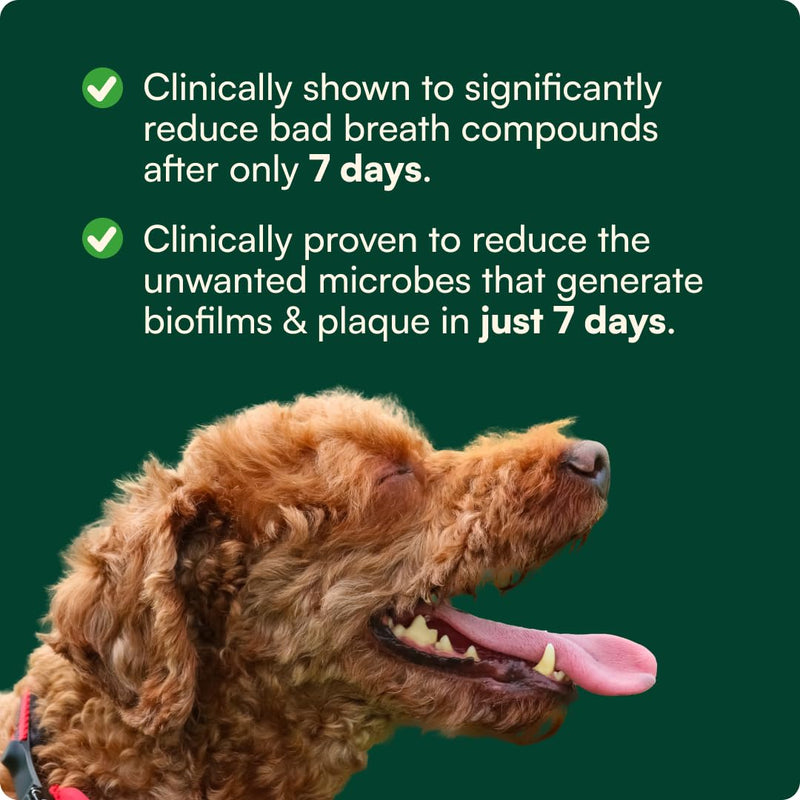 Reggie Bright Bite Dog Dental Powder for Fresh Breath, Healthy Teeth & Gums, 7-Day Results, Postbiotic Formula with Organic Kelp, Natural Dental Care, Vet-Approved, Made in USA, 60 Servings
