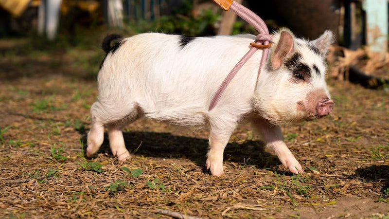 Pig Harness Leash-Fully Adjustable Pig Leash Harness for Small & Medium Pigs-Easy Step in Harness-Infinity Style Pet Pig Leash-Durable & Gentle Mini Pig Harness-Mini Pig Supplies (Small-Mauve Pink) Mauve Pink - BeesActive Australia