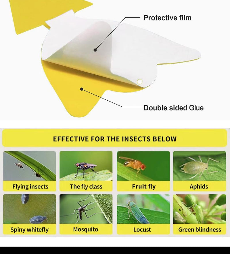 36 Pcs Classic Sticky Traps for Fungus Gnat (Plants), Fruit Fly, Whitefly, and Fly, Yellow Sticky Insect Catcher Traps for Indoor/Outdoor, Kitchen, and Plants, High-End Glue, Non-Toxic, 4 Shapes 1 36 Classic - BeesActive Australia
