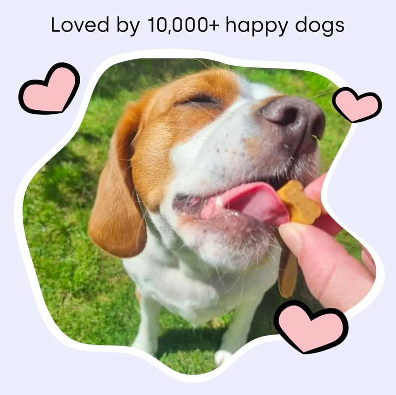 Scooch Calming Dog Treats – The Calming Chew Fussy Dogs Actually Eat | Helps Support Calm for Fireworks, Travel & Time Alone | with Ashwagandha, Valerian, Hemp & Chamomile | 60 Chews