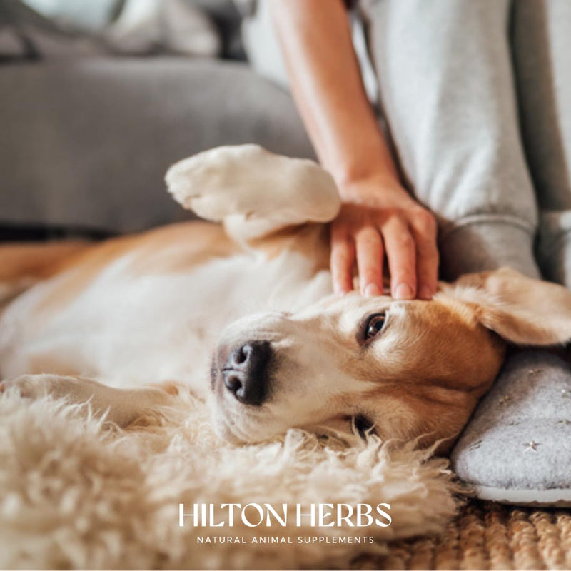 Hilton Herbs Vital Daily Health Natural Dog Supplement. 100% Natural Ingredients. Vital Vitamins and Mineral for Optimum Health. Suitable for BARF and Raw Diet. 60 g