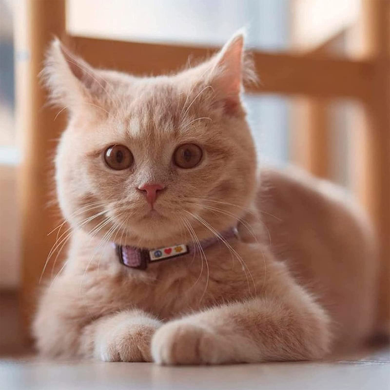 Pawtitas Reflective Cat Collar with Safety Buckle and Removable Bell Cat Collar Kitten Collar Teal Cat Collar ⚡️ Reflective Teal - BeesActive Australia
