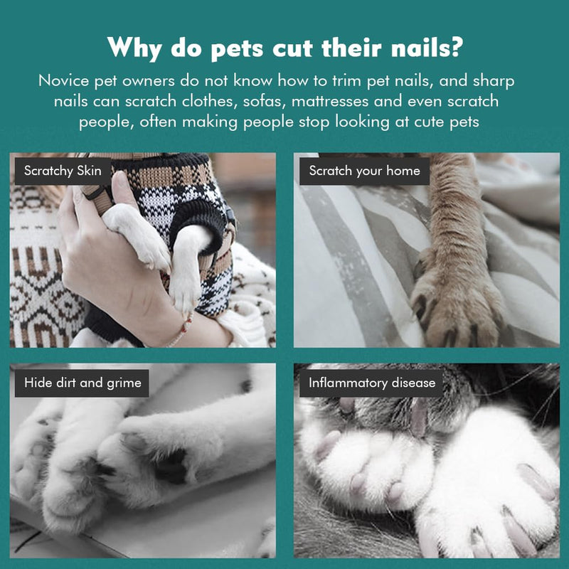 Claw Scissors for Dogs and Cats with Nail File Stainless Steel Claw Trimmer for Dogs Claw Care Cutter for Pets Nail Clippers Large with Safety Guard 6" Inch - BeesActive Australia