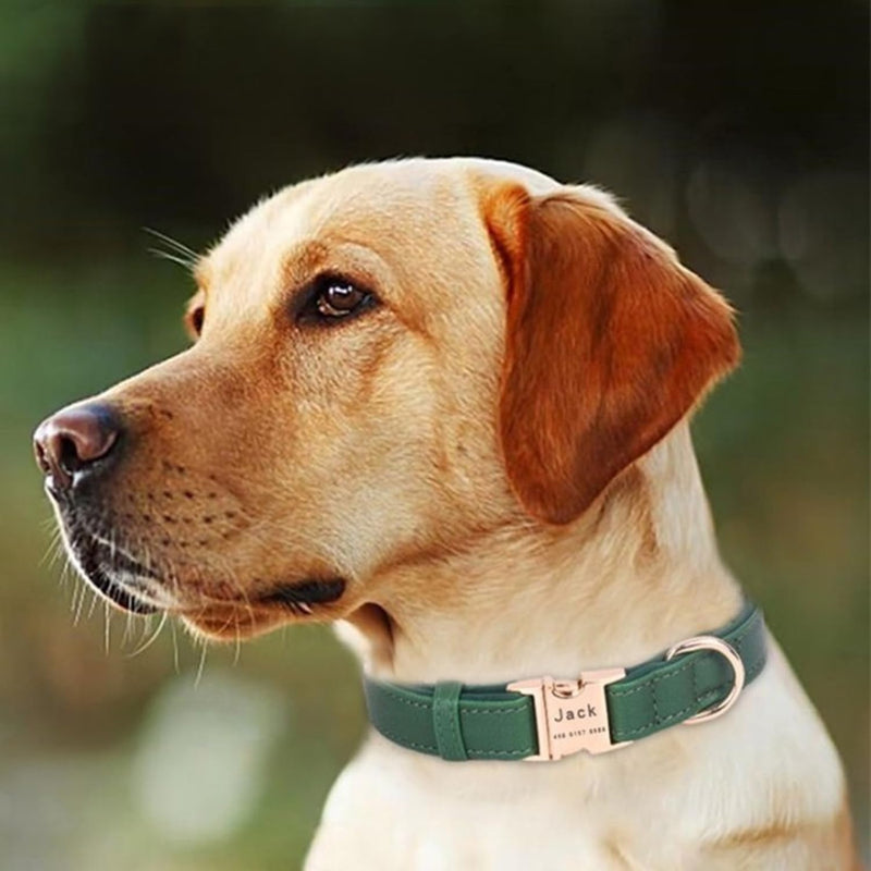 Dog Collar Leather Soft PU with Neoprene Inner Quick Release Gold Metal Buckle for Small Medium Large Dogs(M Red) M - BeesActive Australia