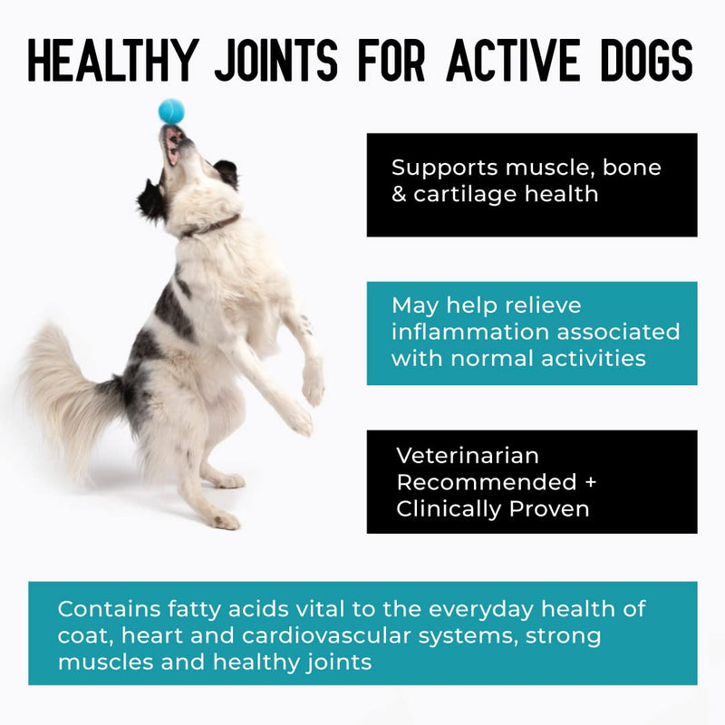 Hip + Joint Supplement with Glucosamine, MSM, Omega 3s, and Turmeric, Normal Inflammatory Response, Antioxidants, Made in USA, For Dogs , 75 ct - BeesActive Australia