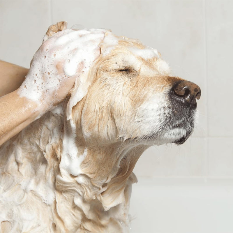 EfaLyt Hypoallergenic Shampoo for Pets - Blend of Proteins, Essential Fatty Acids - Control Flaking and Scaling - Optimal pH Balance - Natural Moisturizer - 12 fl oz - PawsPlanet Australia