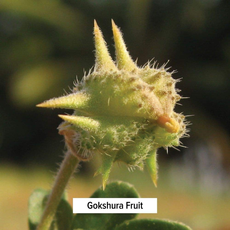 Banyan Botanicals Gokshura Powder– Organic Tribulus Terrestris Fruit – Rejuvenating Tonic for Kidney & Adrenal Health, Stress, and Male Vitality* – ½lb. – Non-GMO Fair for Life Fair Trade Certified 8 Ounce (Pack of 1) - BeesActive Australia