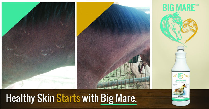 Horse Medicated Body Wash | Clinically Proven Effective for Girth Itch, Scratches, Hives, Rain Rot, Dry, Irritated Skin & Hair Loss | Veterinary Approved & Recommended 32 oz Bottle - BeesActive Australia