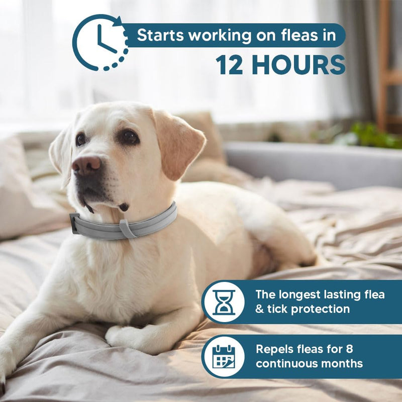 Flea & Tick Collar for Dogs, Flea Collar for Dog, Dog Collar for Large Dogs, Adjustable Dog Ticks Fleas Collars, 8 Months Prevention, Waterproof, Adjustable, 2-Pack - BeesActive Australia