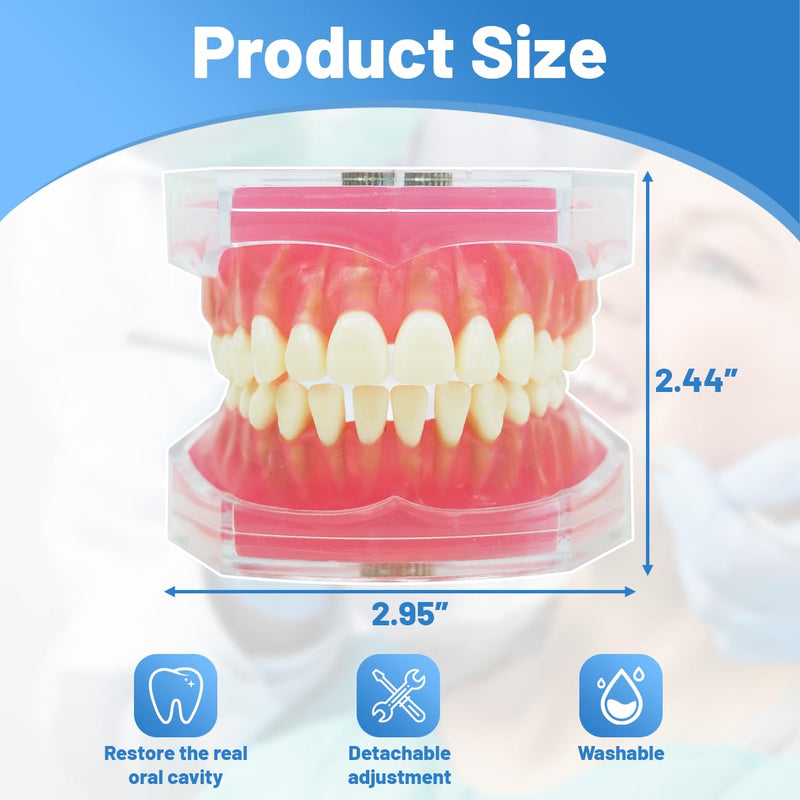Dental Demonstration Teeth Model with All Removable Teeth, Standard Study Teaching Dental Model Teeth Education and Demo Typodonts Model Ideal for Dental Professionals and Students - BeesActive Australia