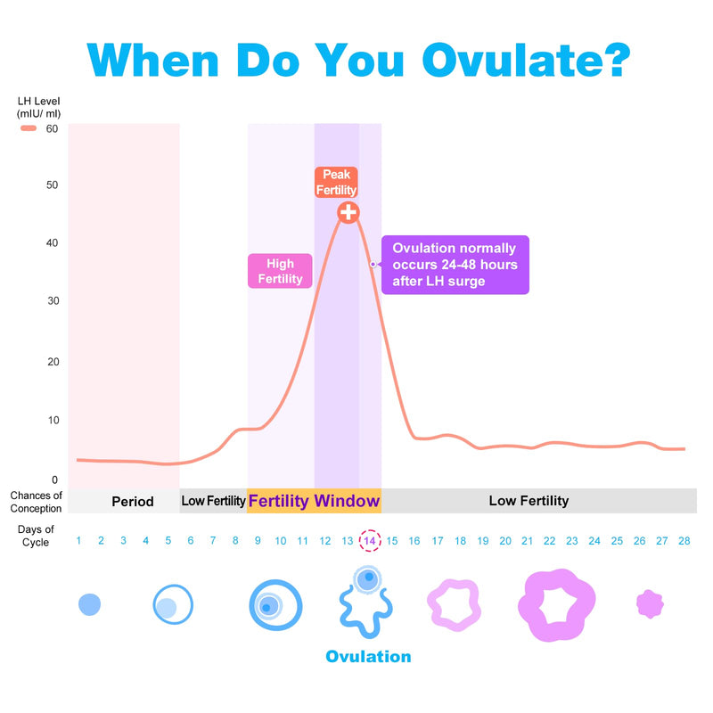 Easy@Home 50 Ovulation Test Strips and 20 Pregnancy Test Strips Combo Kit, (50 LH + 20 HCG)-Package May Vary 70 Count (Pack of 1) - BeesActive Australia