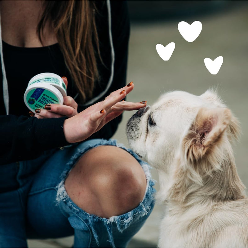 earthbath, Treatment Balm - Dog Balm for Paws and Nose, Dry Cracked Nose and Paw Balm, Plant-Based, Curelty-Free, Vegan, Made with Nilotica Shea Butter for Dogs and Cats - 2.2 Oz - PawsPlanet Australia