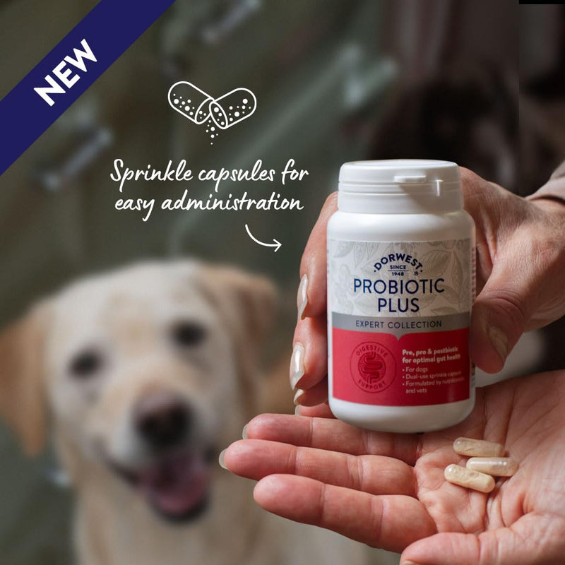 Dorwest Herbs Probiotic Plus for Dogs 100 Capsules, Pre, Pro and Postbiotic with Daily Microbiome Support for Optimal Gut Health