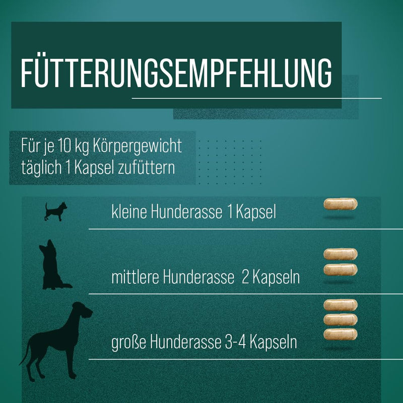 Sanct Bernhard green-lipped mussel dog capsules