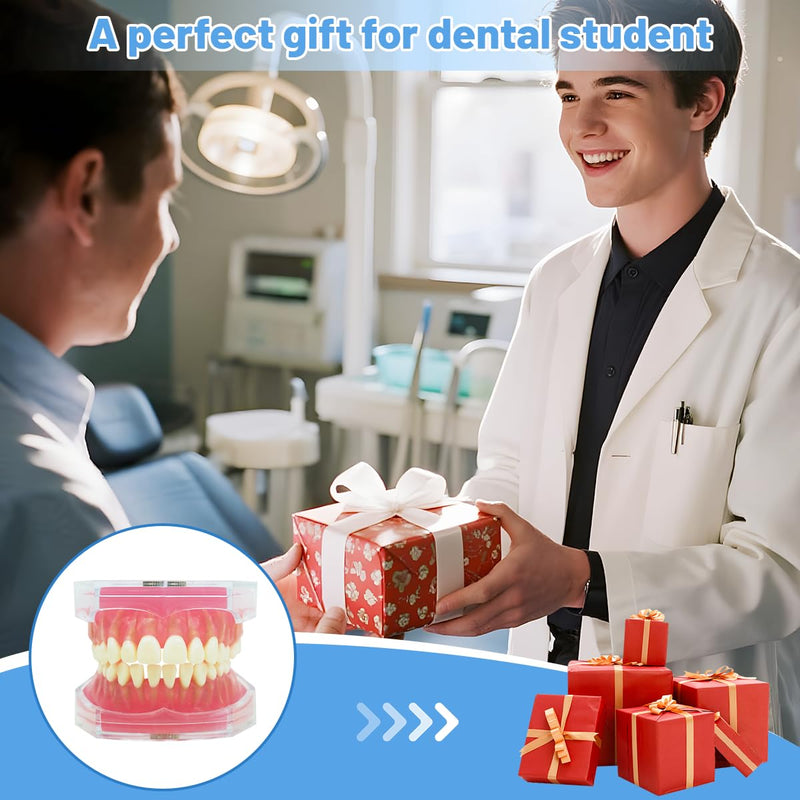 Dental Demonstration Teeth Model with All Removable Teeth, Standard Study Teaching Dental Model Teeth Education and Demo Typodonts Model Ideal for Dental Professionals and Students - BeesActive Australia