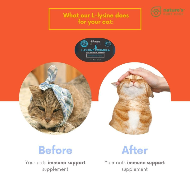 L-Lysine Powder for Cats and Kittens, Chicken Flavored Lysine Supplement for Cats and Kittens and Dogs to Support Immune Health, Normal Eye Function and Respiratory Health, Extra Large 125 Grams.