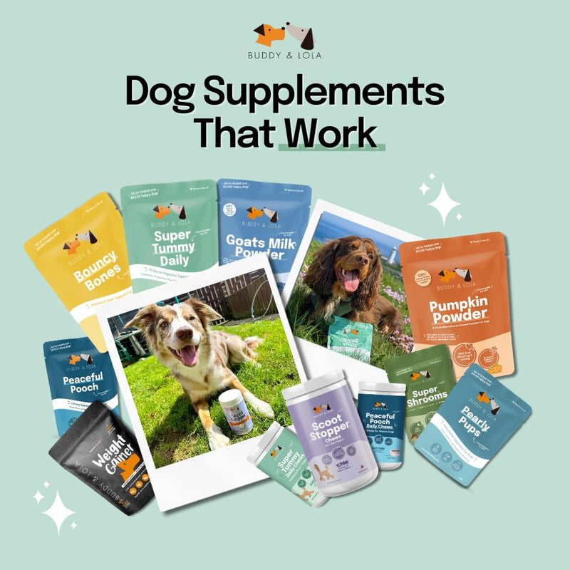 Buddy & Lola Probiotics For Dogs - Daily Dog Probiotic Chews For Digestive Health - Beneficial Prebiotics, Probiotics & Fibre For Better Gut, Firm Stools, Less itching - Plant Based Chews For Dogs 120 Soft Chews (1 Tub)