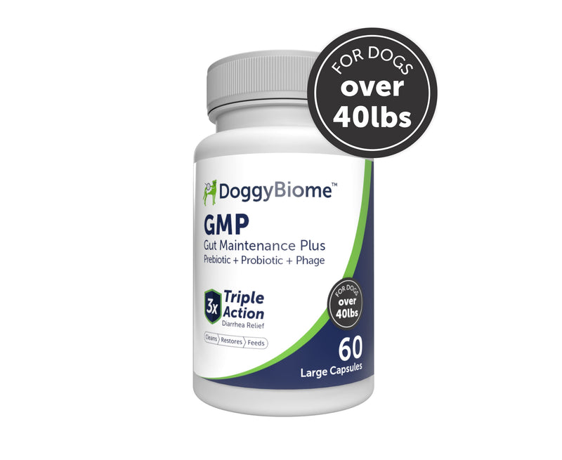Dog Probiotics - GMP Prebiotics and Probiotics - Reduce Diarrhea Flareups - for Dogs Over 40 lbs (60 Capsules) - DoggyBiome Lg Capsule (Dogs over 40 lbs) - PawsPlanet Australia