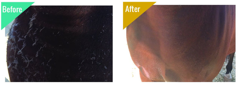 Horse Medicated Body Wash | Clinically Proven Effective for Girth Itch, Scratches, Hives, Rain Rot, Dry, Irritated Skin & Hair Loss | Veterinary Approved & Recommended 32 oz Bottle - BeesActive Australia