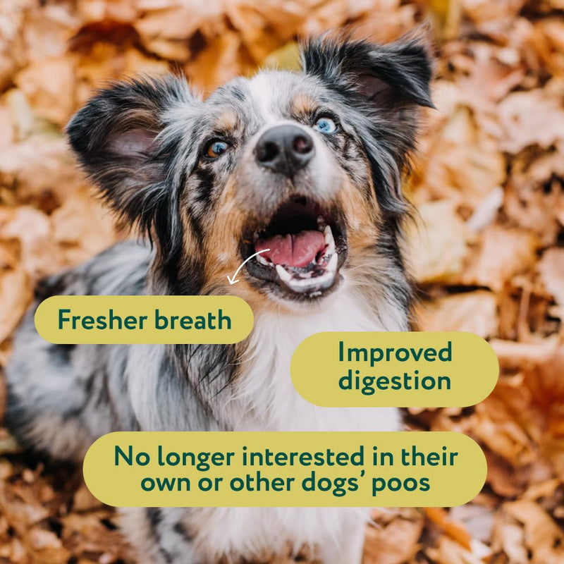 DogSuppy No Poo Eating Chews for Dogs – Helps Stop Dog Eating Poo, Supports Gut Health & Digestion, Fresher Breath, 100% Natural Ingredients, Coprophagia, Stool Eating Deterrent, Fish Flavour