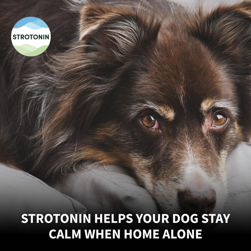 Dog Nerve Support | Natural Dog Calming Supplement for Anxiety, Fireworks, Travel & Everyday Stress | Alternative to Dog Calming Tablets & Rescue Drops | Made in Germany - 10 units