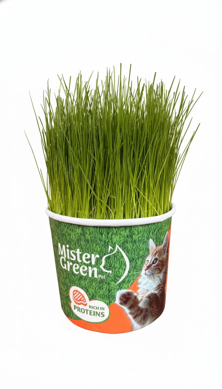 Cat Grass Grow Kit for Indoor Cats – Organic – Easy Grow Fresh Pet Grass – Supports Digestion & Natural Hairball Control – Non - Toxic – Pack (1) | Rich in natural chlorophyll - High natural fiber content - Plant nutrients source - Indoor cat enrichmen...