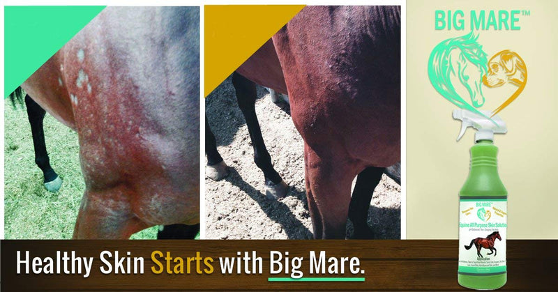 All Purpose Horse Skin & Wound Care | 32oz Bottle | First Aid: for Girth Itch, Insect & Fly Bites, Crud, Itchy Manes & Tails & Hair Loss | Veterinarian Approved & Recommended - BeesActive Australia