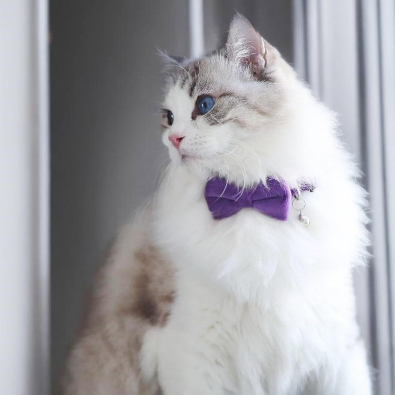 Cat Collar with Bells, Bow Tie Removable, Breakaway Safety Buckle, Soft Velvet Cute, Adjustable for Girl Boy Kitty Kitten Small Pets, 7"-11", Purple Purple, Pack of 1 - BeesActive Australia