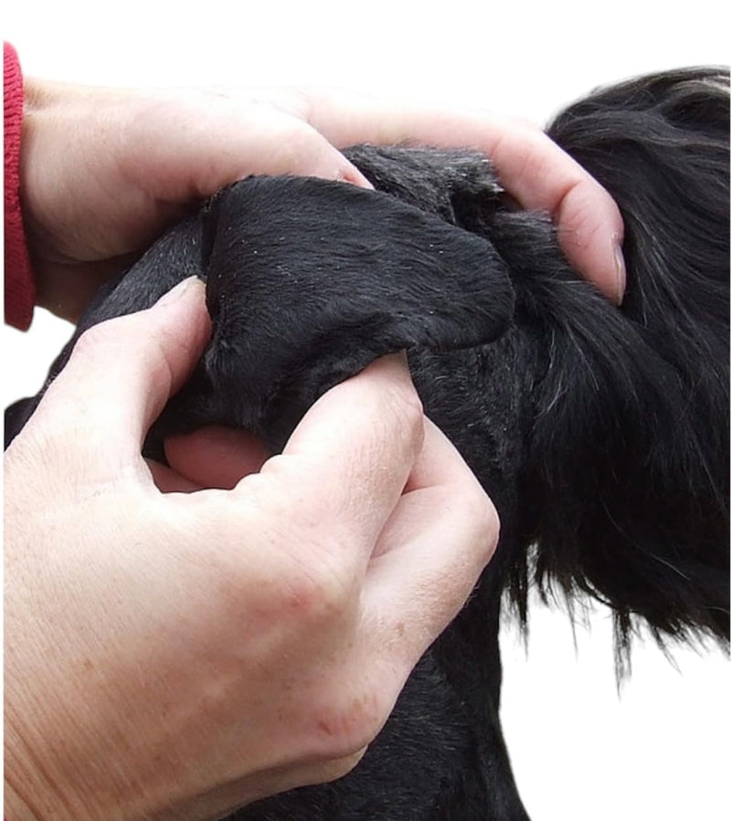 Genuine Powder - 20g Bottle with Safety cap. The Original 100 year old Formula for itchy yeasty ears, sore paws and skin. The ONE and ONLY ear powder for dogs, cats and Rabbits