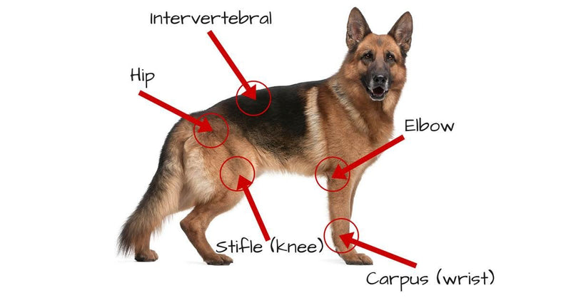 Extend Joint Care for Dogs - BeesActive Australia