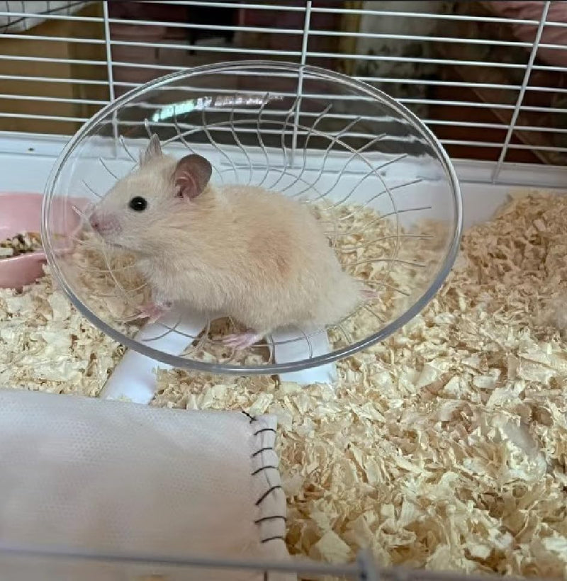 Funny Hermit Crab Running Wheel Climb Toy, Hamster Reptiles Running Flying Wheel Saucer, Cute Running Wheel for Guinea Pig Small Pet Animals Tree Frog Hamster Lizard Salamander Hermit Crab (White) White - BeesActive Australia