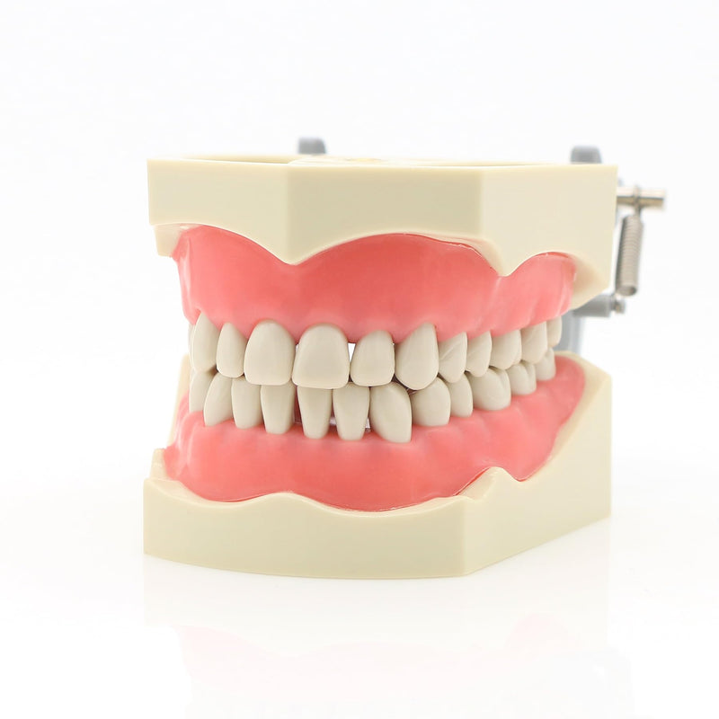Dental Columbia 860 Type 32 Pcs Removeable Teeth Typodont Exam Restorative Model M8030 (M8030)