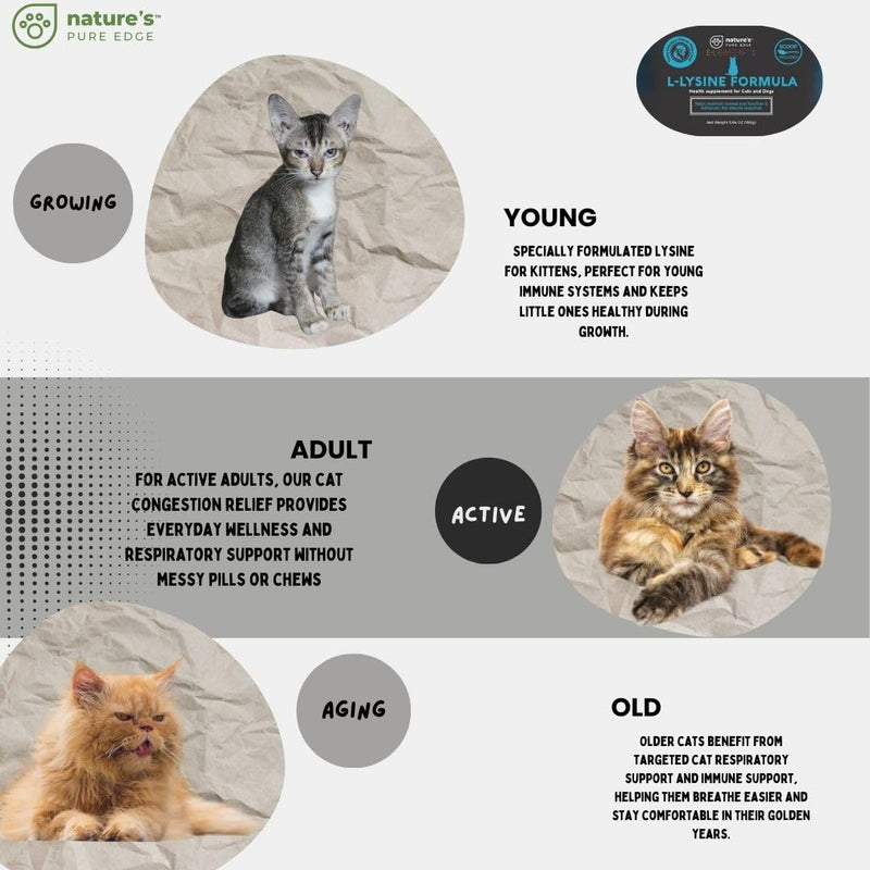 L-Lysine Powder for Cats and Kittens, Chicken Flavored Lysine Supplement for Cats and Kittens and Dogs to Support Immune Health, Normal Eye Function and Respiratory Health, Extra Large 125 Grams.
