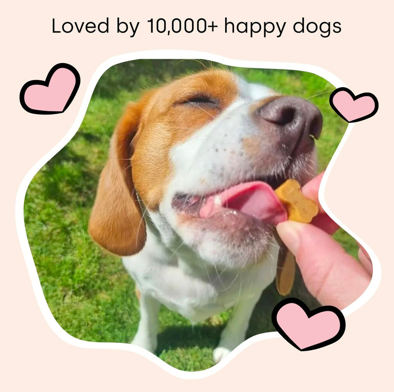 Scooch Joint & Mobility Chews for Dogs with Glucosamine, Chondroitin & MSM | Tasty Chew They Actually Eat, No Fishy Smell | Supports Stiff Hips & Mobility in Senior & Large Breeds | 60 Soft Chews