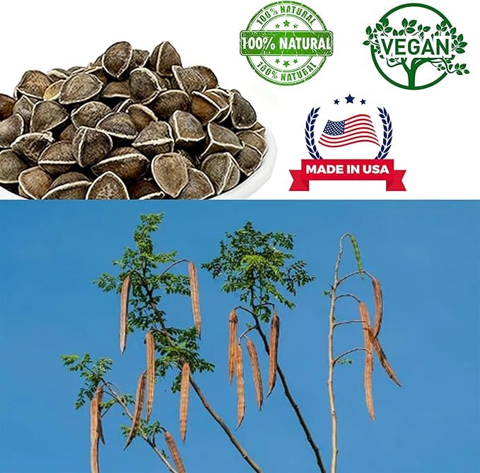 Premium Moringa Seed, Moringa Oleifera, Malunggay, Drumstick Tree Seeds from India Planting 100% Natural, Superfood, Nutritional, Rich in Vitamins Edible Seeds 8OZ/Bag 8 Count (Pack of 1)