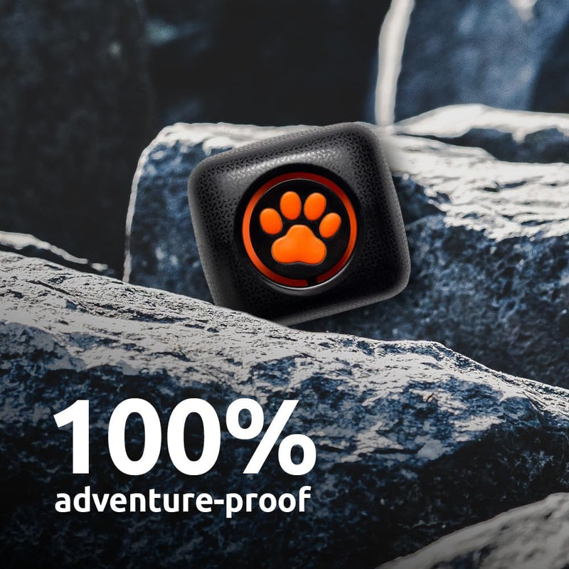 Pitpat - activity monitor for dogs