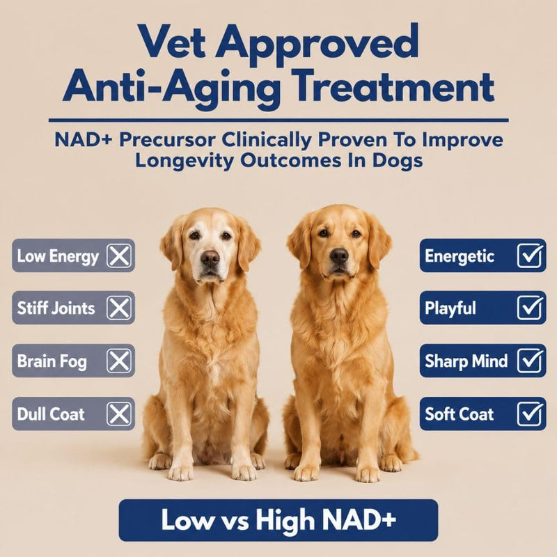 NAD+ Precursor Chews for Senior Dogs – Cellular Energy, Longevity & Cognitive Support – Nicotinamide Riboside, Resveratrol, Quercetin, Glucosamine, Omega-3 – Made with Real Chicken – 90 Count
