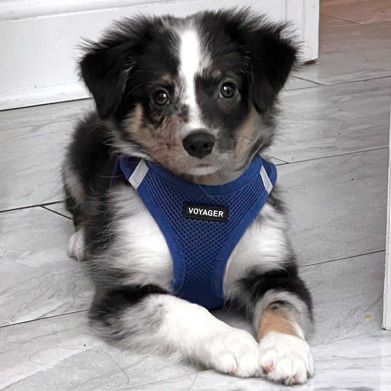 Voyager Step-In Air Dog Harness by Best Pet Supplies - All Weather Mesh Step in Vest Harness for Small and Medium Dogs, Royal Blue, Size M - Chest 40-45 cm Harness (Royal Blue) M (Chest: 16 - 18") - BeesActive Australia