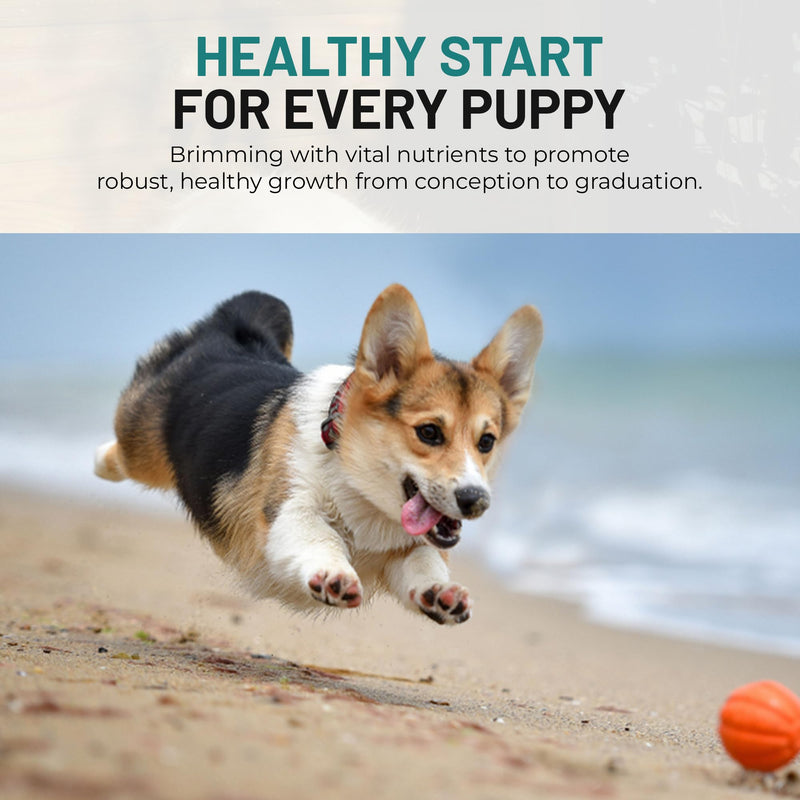 Dog Vitamins and Supplements - Chewable Dog Prenatal Vitamins for Large and Small Breed - Multivitamin Supplement for Health Support and Development - 120 Soft Chews