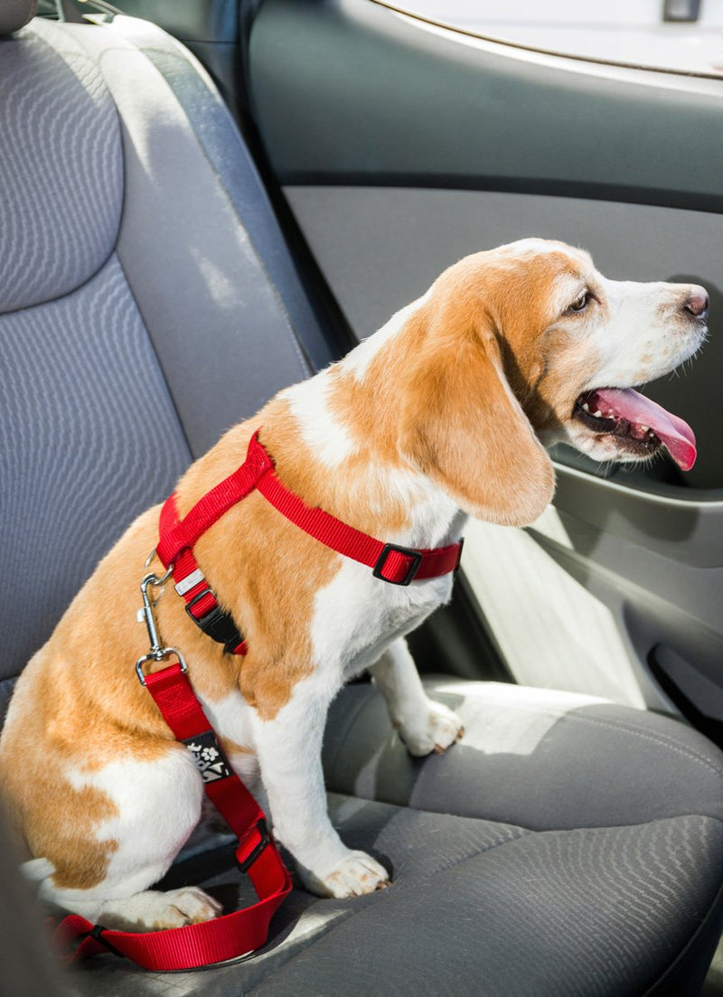 2PET Dog Seat Belt Strap Adjustable - Dog Car Seatbelt for All Dog Breeds & Sizes - Fits Seatbelt Latches of most Car Makes Buckles- 21" to 32" Dog Seatbelt – Rawhide Red, Pack of 2 - BeesActive Australia