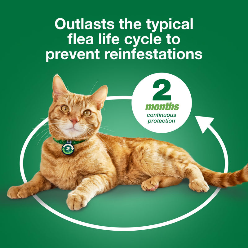 Advantage XD Large Cat Flea Prevention & Treatment For Cats over 9lbs. | 2-Topical Doses, 2-Months of Protection Per Dose 2 Pack - BeesActive Australia