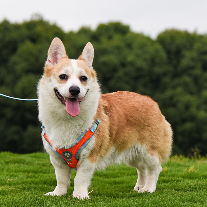 Adjustable No-Pull Dog Cat Harness Leash Set- Reflective Comfortable Control Vest Set- Soft Mesh Step-in Dog Cat Harness Leash,Orange,XXS XXS:Neck 13-15",Chest 14-17" Orange - BeesActive Australia