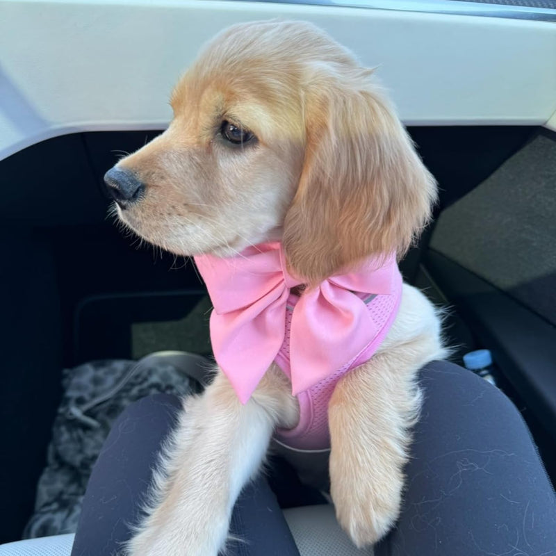 Maca Bates Dog Collar with Pink Bow Bowtie for Dogs Solid Colors Sailor Bow Tie Adjustable Breakaway Girly Cherry Collars Birthday Gift for Small Medium Large XL Girl Female Boy Male Puppy Pet S Cherry blossom powder - BeesActive Australia
