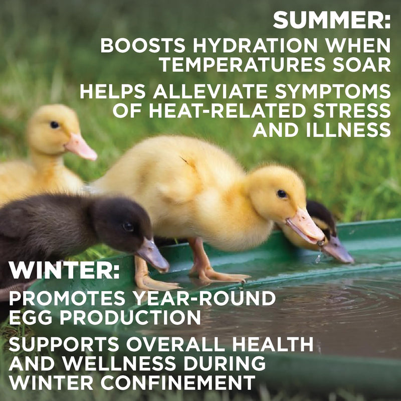 Chick’n Aid Chicken Supplement for All Ages (8 oz, Pack of 1) - Chicken Vitamins, Electrolytes, and Probiotics - Multipurpose Poultry Vitamins for Chickens, Ducks, and Turkeys 8 oz (Pack of 1) - BeesActive Australia